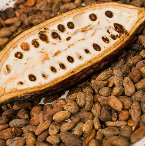 Theobroma cocoa - Cocoa tree