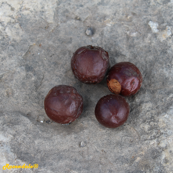 Ziziphus mucronata - Buffalo thorn
