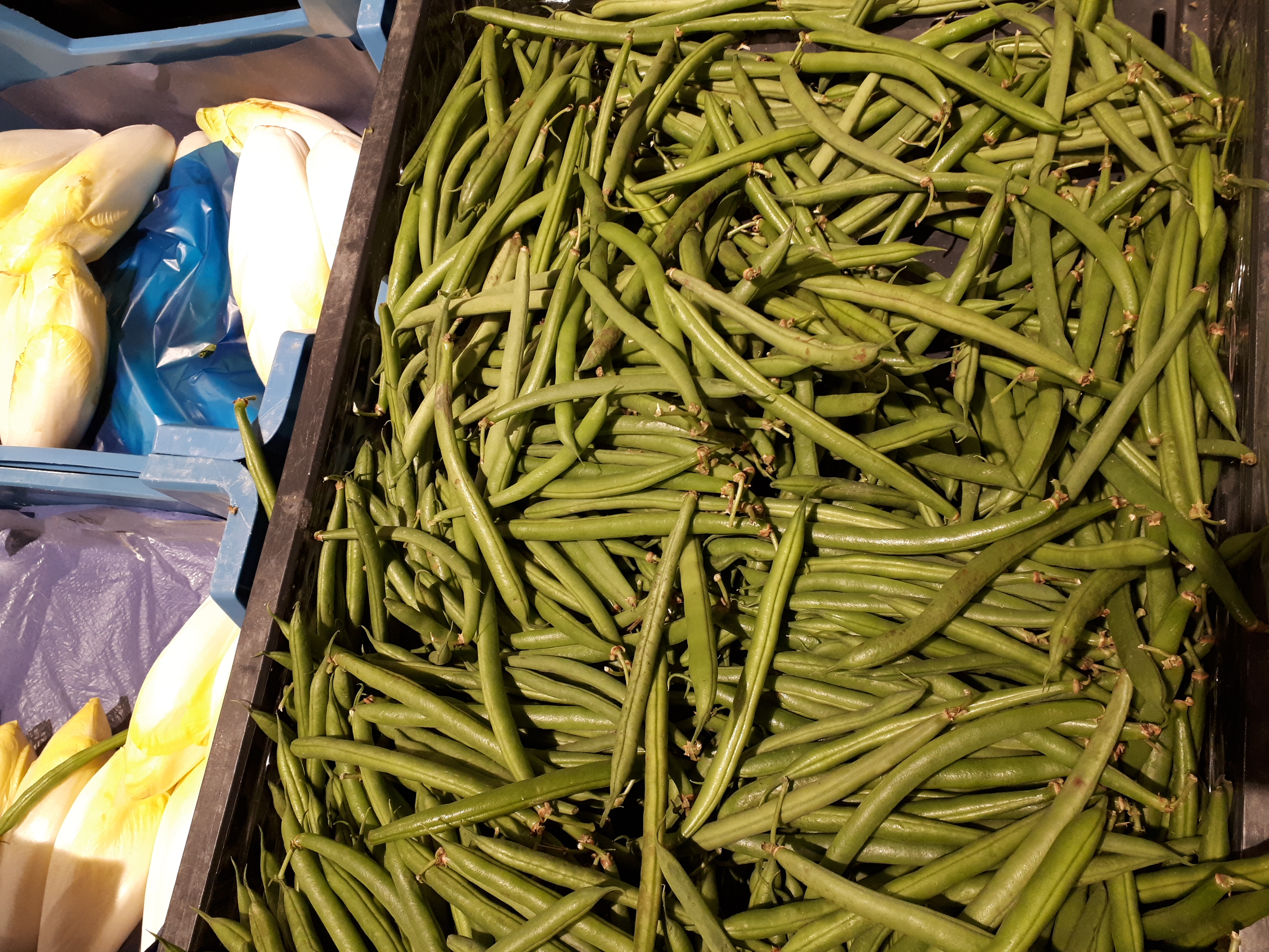 Phaseolus vulgaris - Green bean