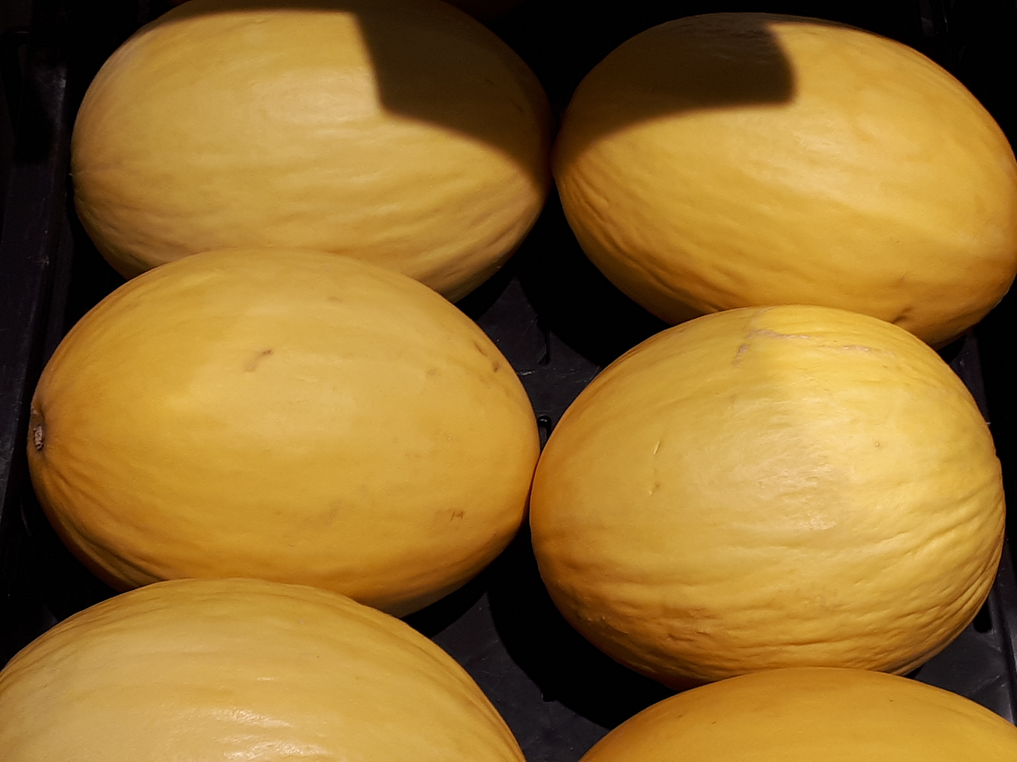 Cucumis melo - Sugar melon