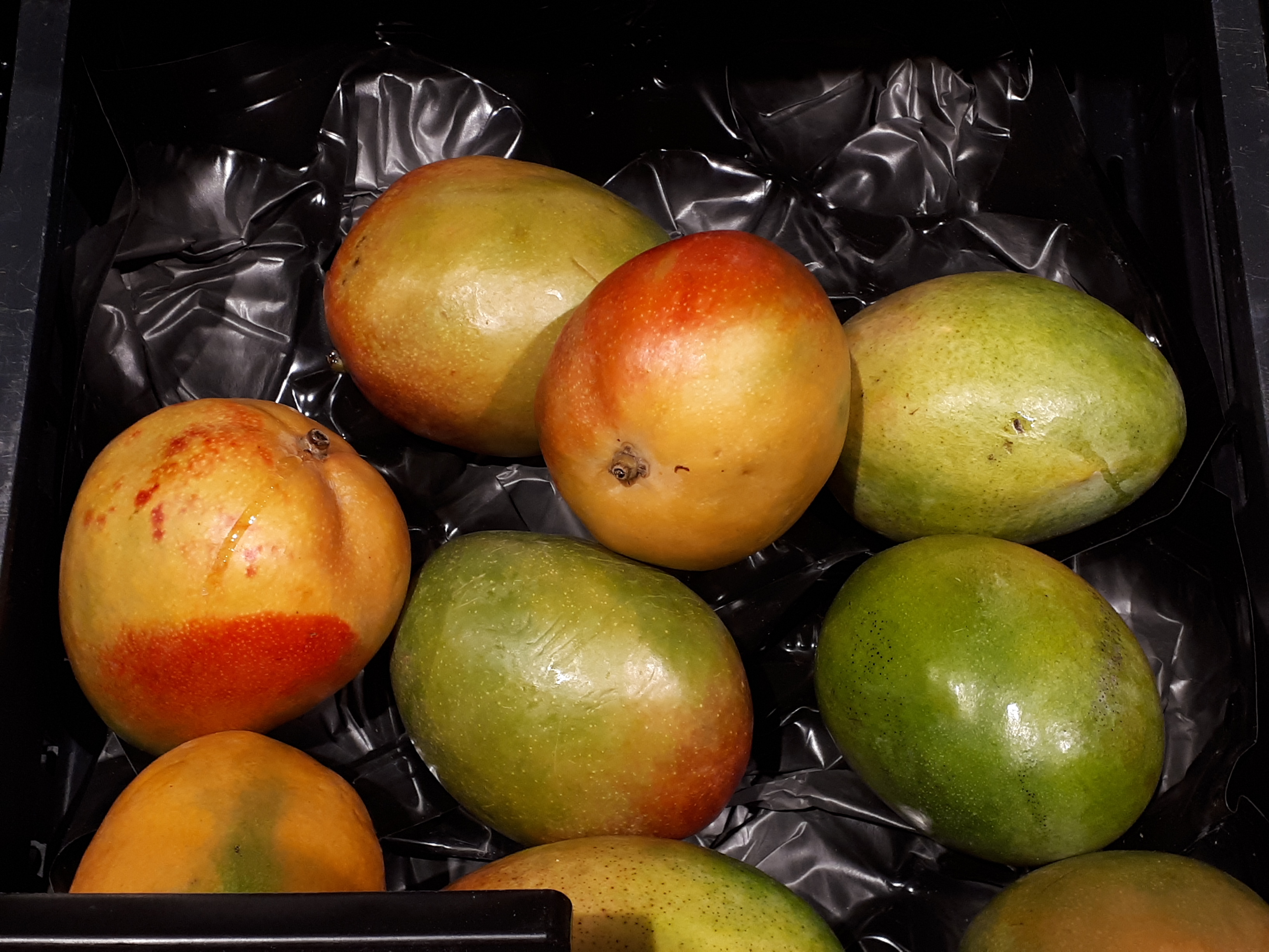 Mangifera indica - Mango tree