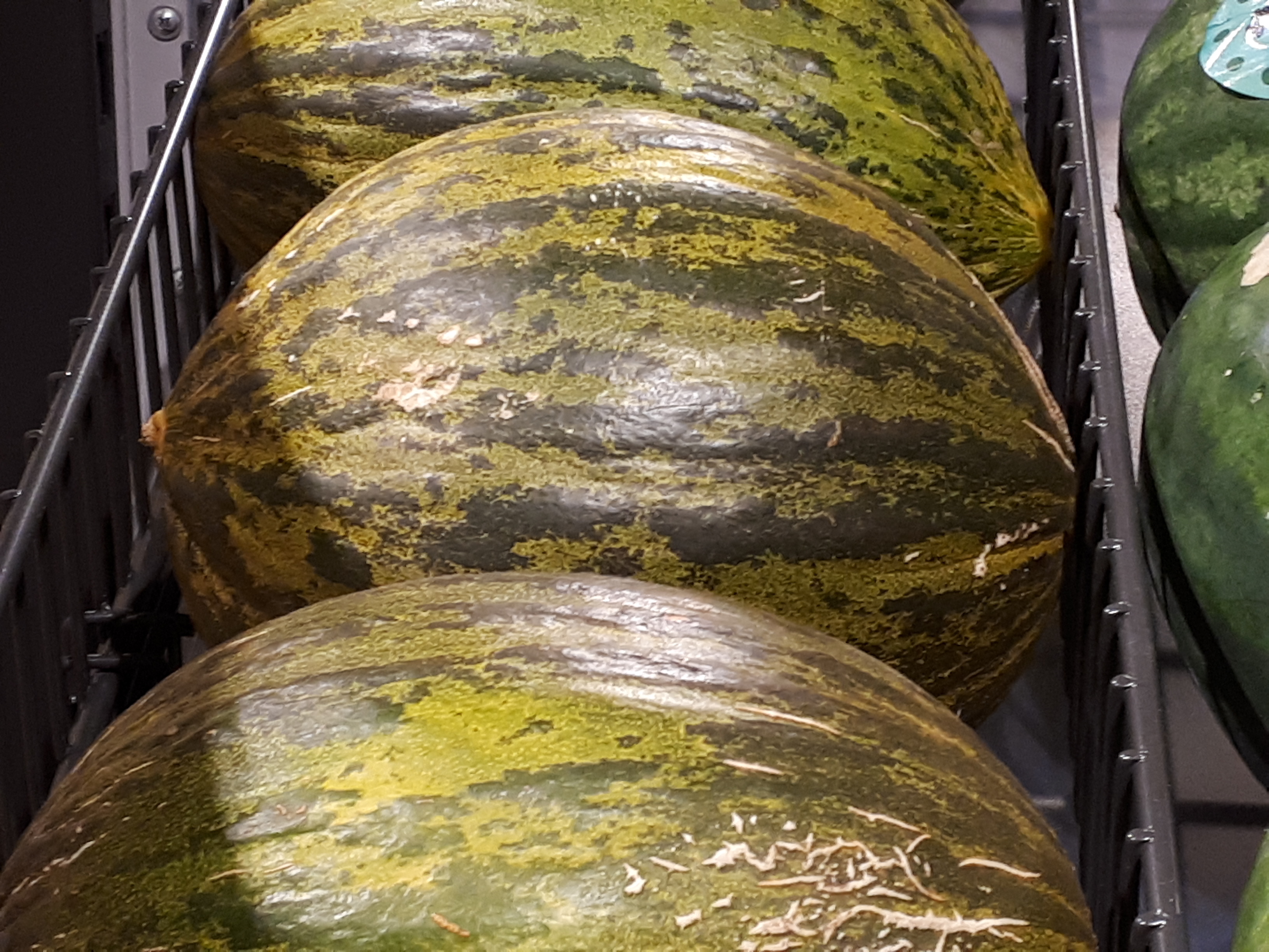 Cucumis melo - Sugar melon