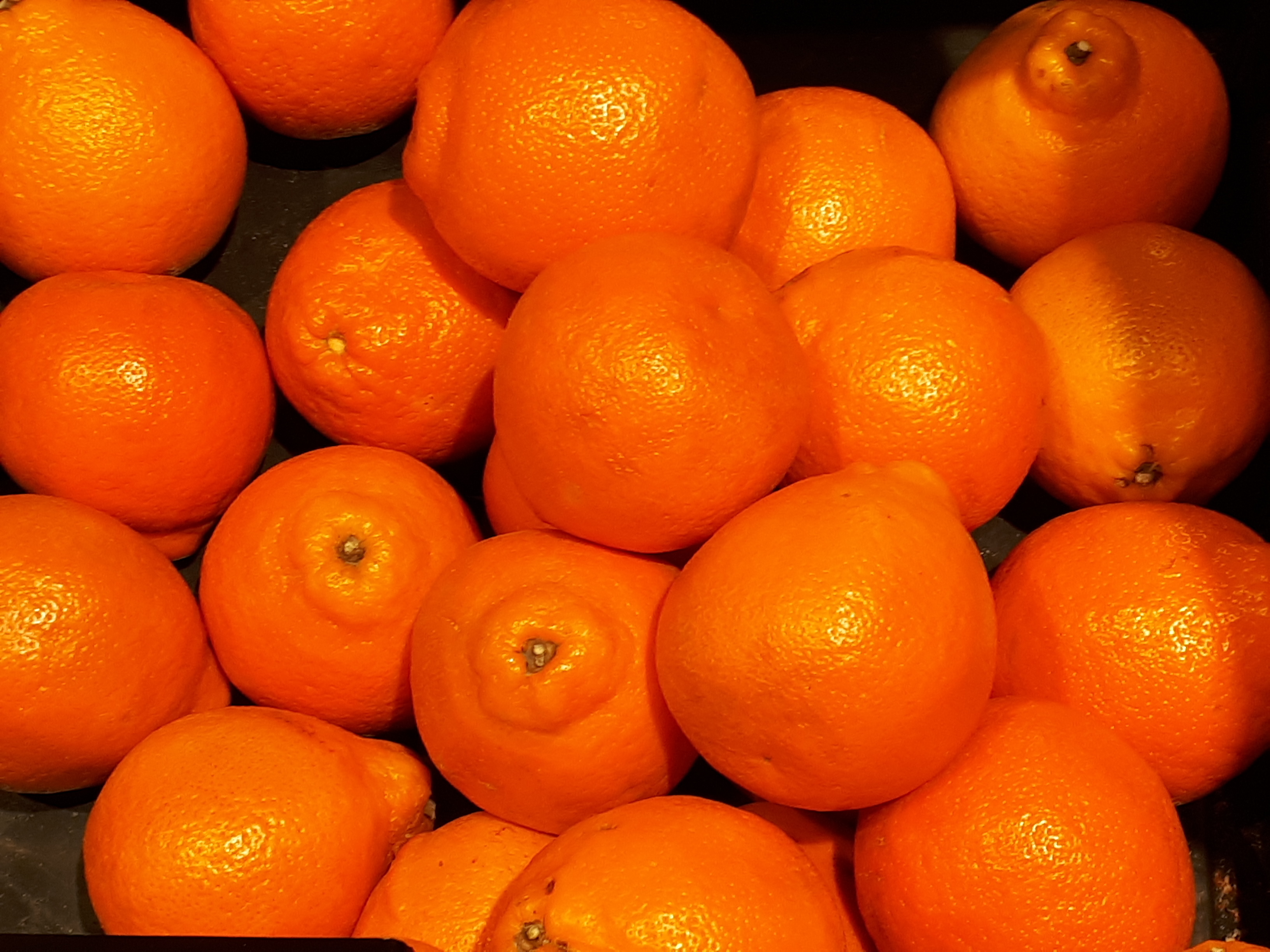 Citrus maxima - Pummelo tree