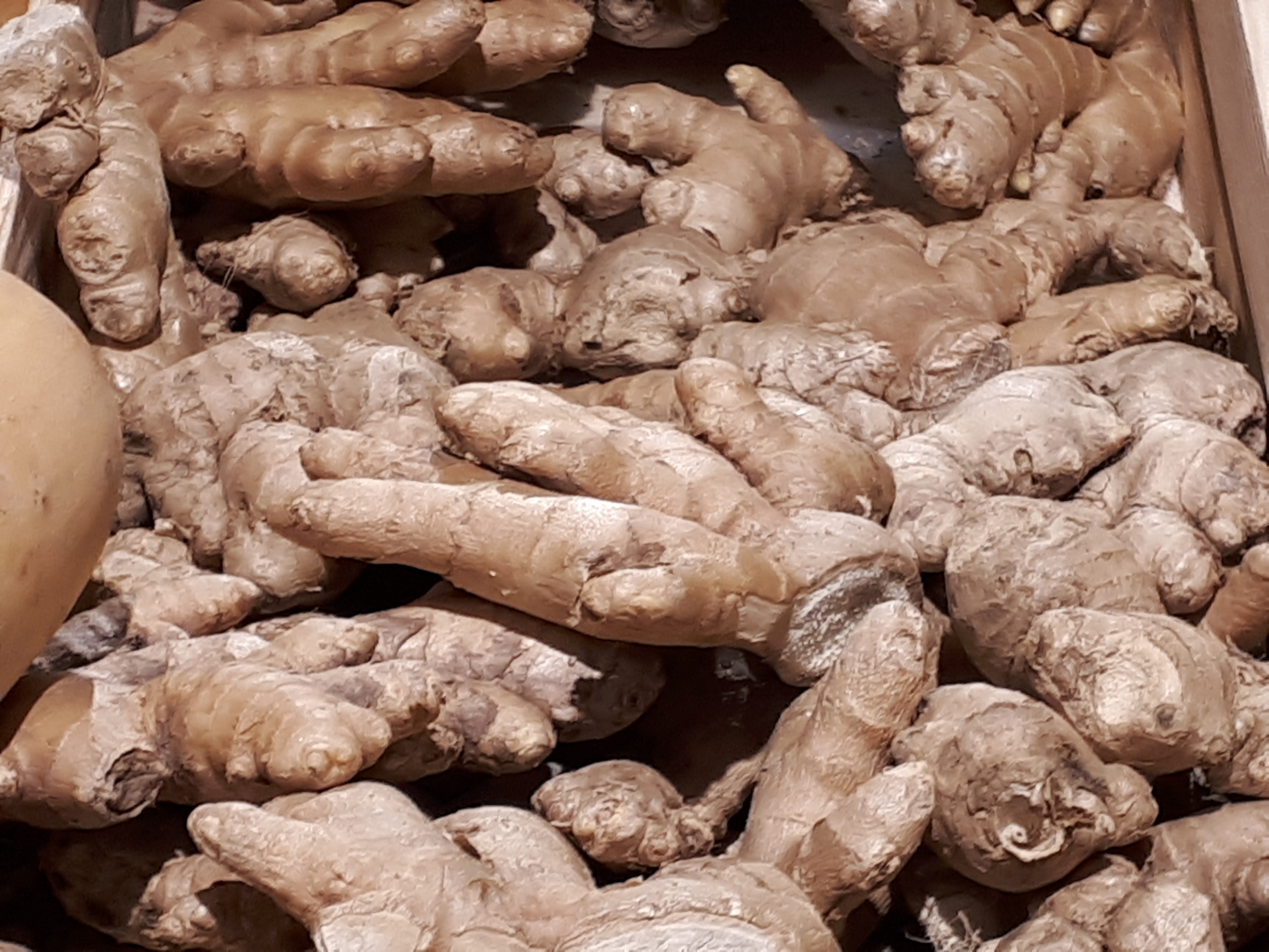Zingiber officinale - Ginger