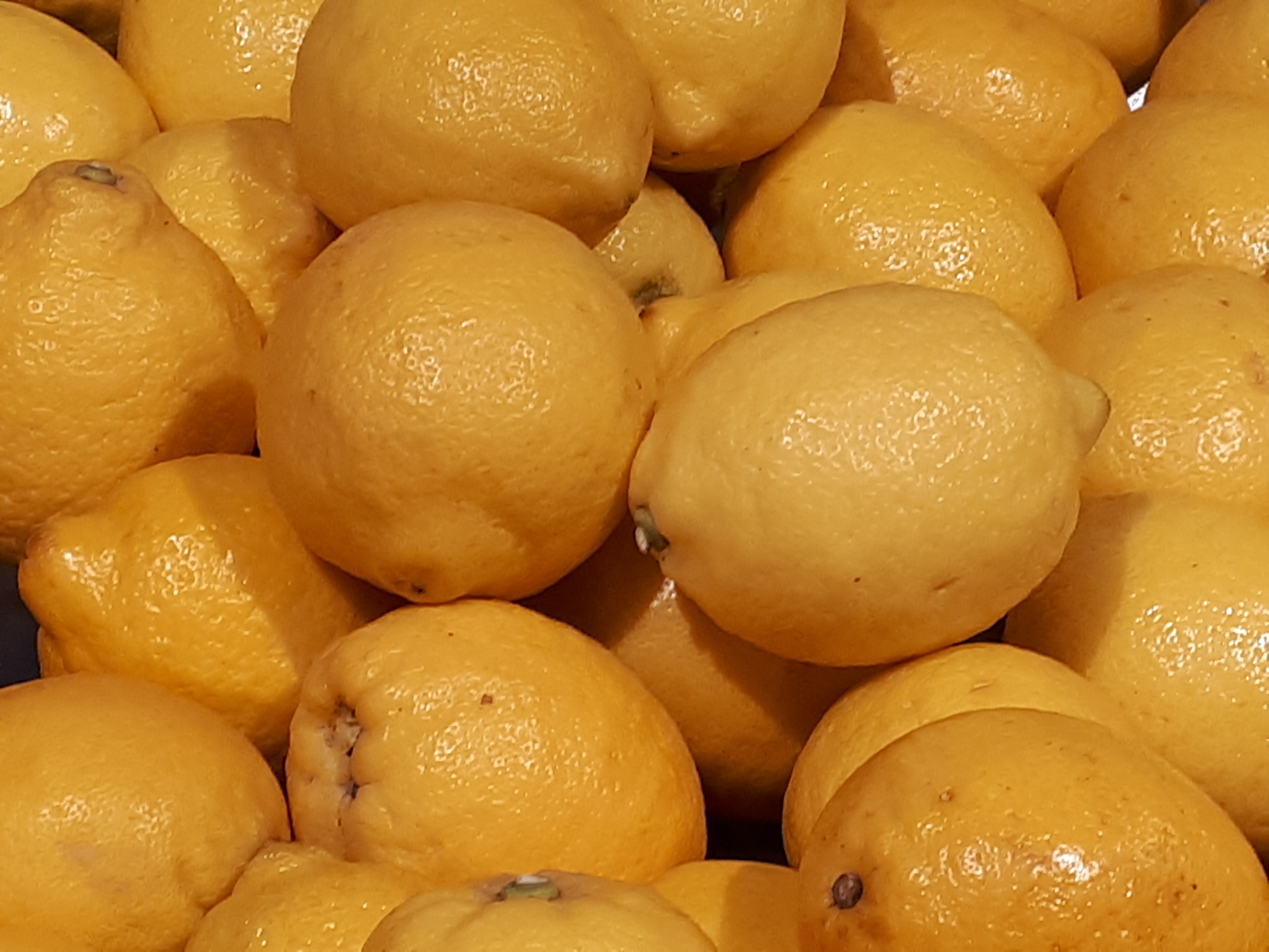 Citrus limon - Common lemon