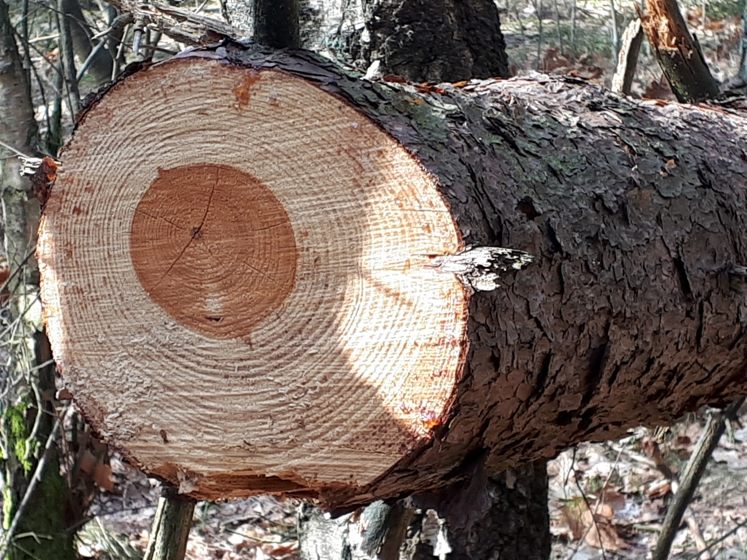 Pinus sylvestris - Scots pine