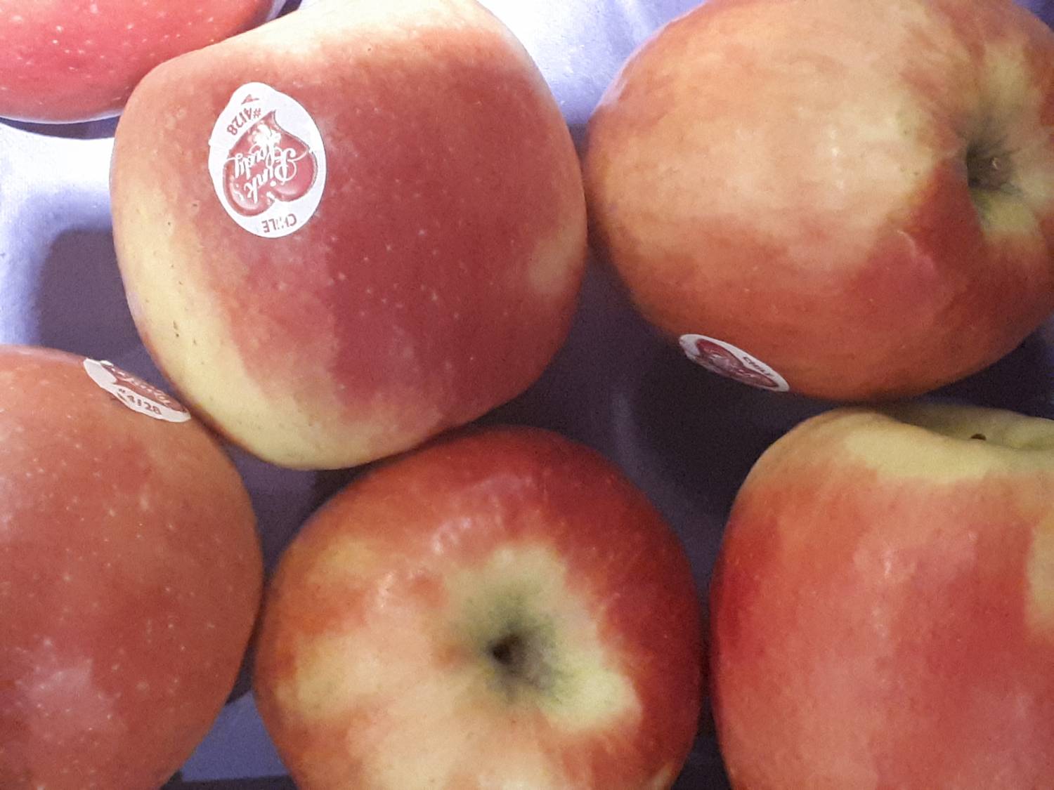 Malus domestica - Orchard Apple