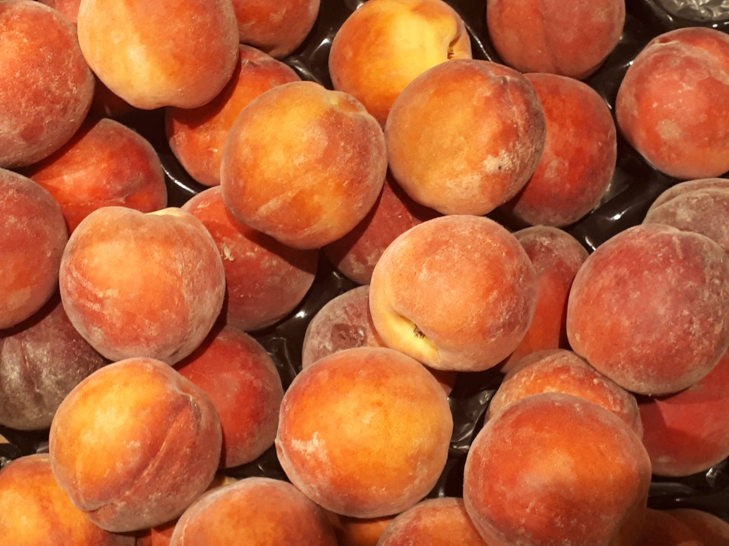 Prunus persica - Peache