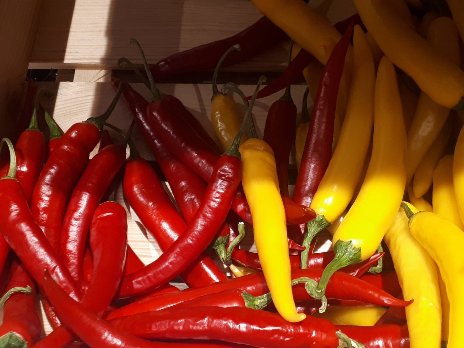 Capsicum frutescens - Hot pepper