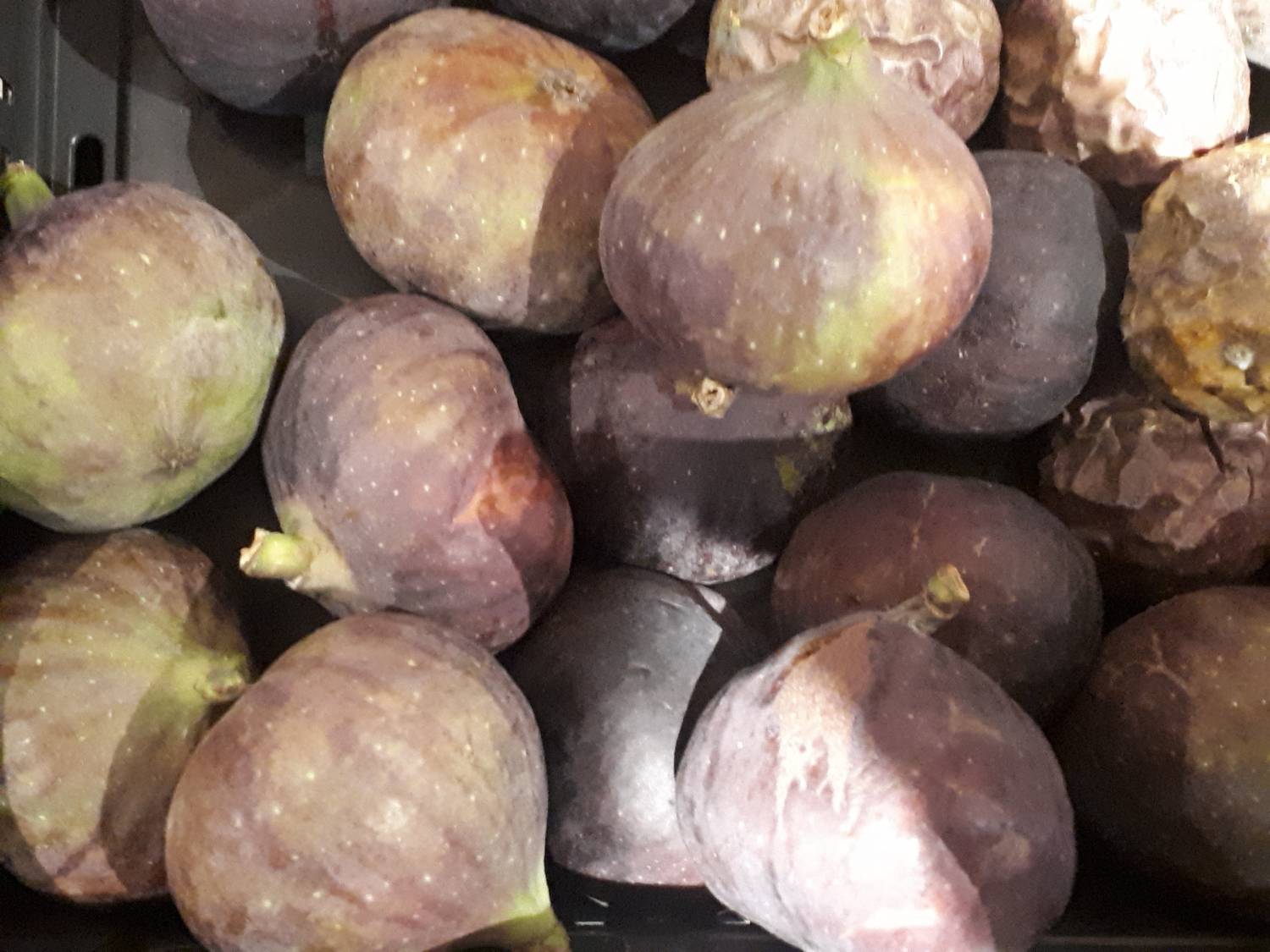 Ficus carica - Persian fig