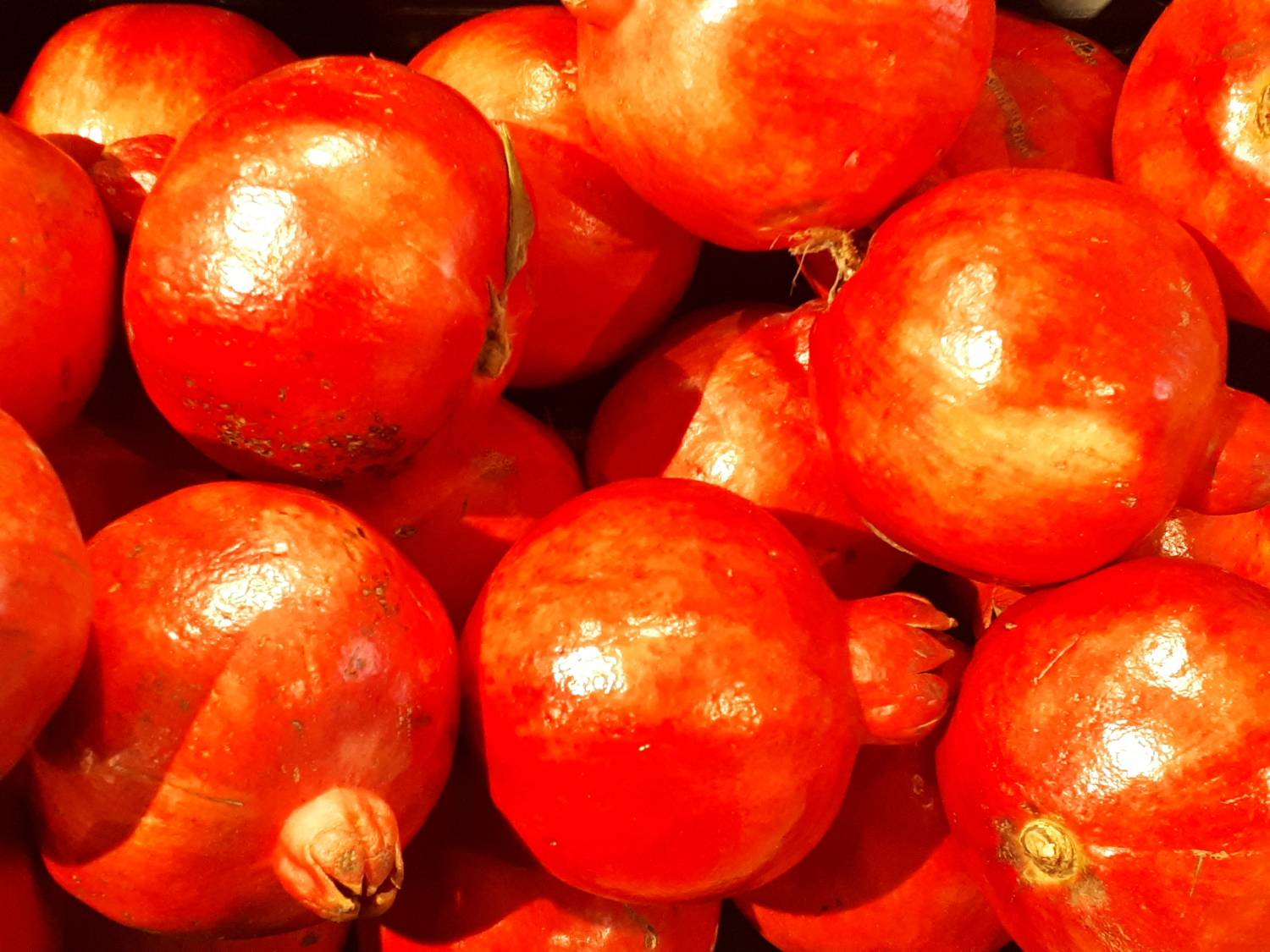 Punica granatum - Pomegranate