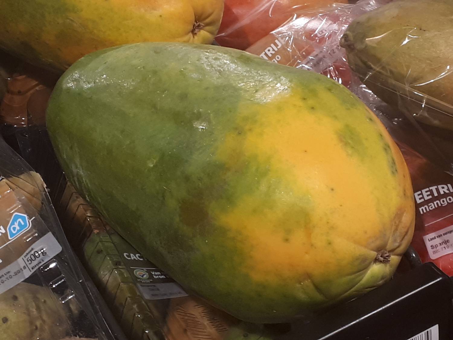 Carica papaya - Papaya