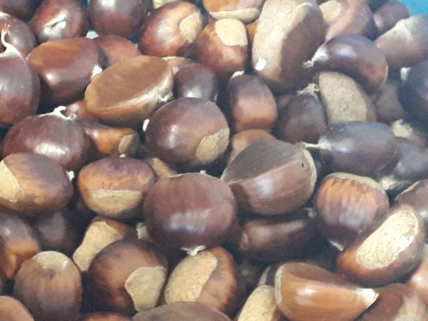 Castanea sativa - Sweat Chestnut