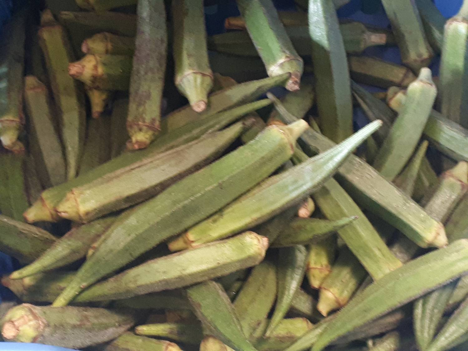 Abelmoschus esculentus - Okra