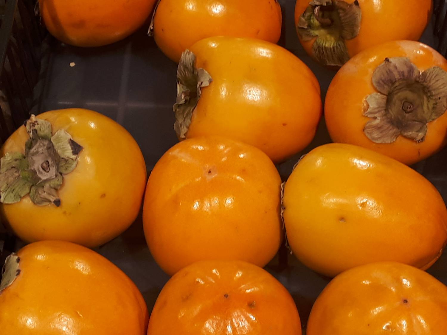 Diospyros kaki - Kaki