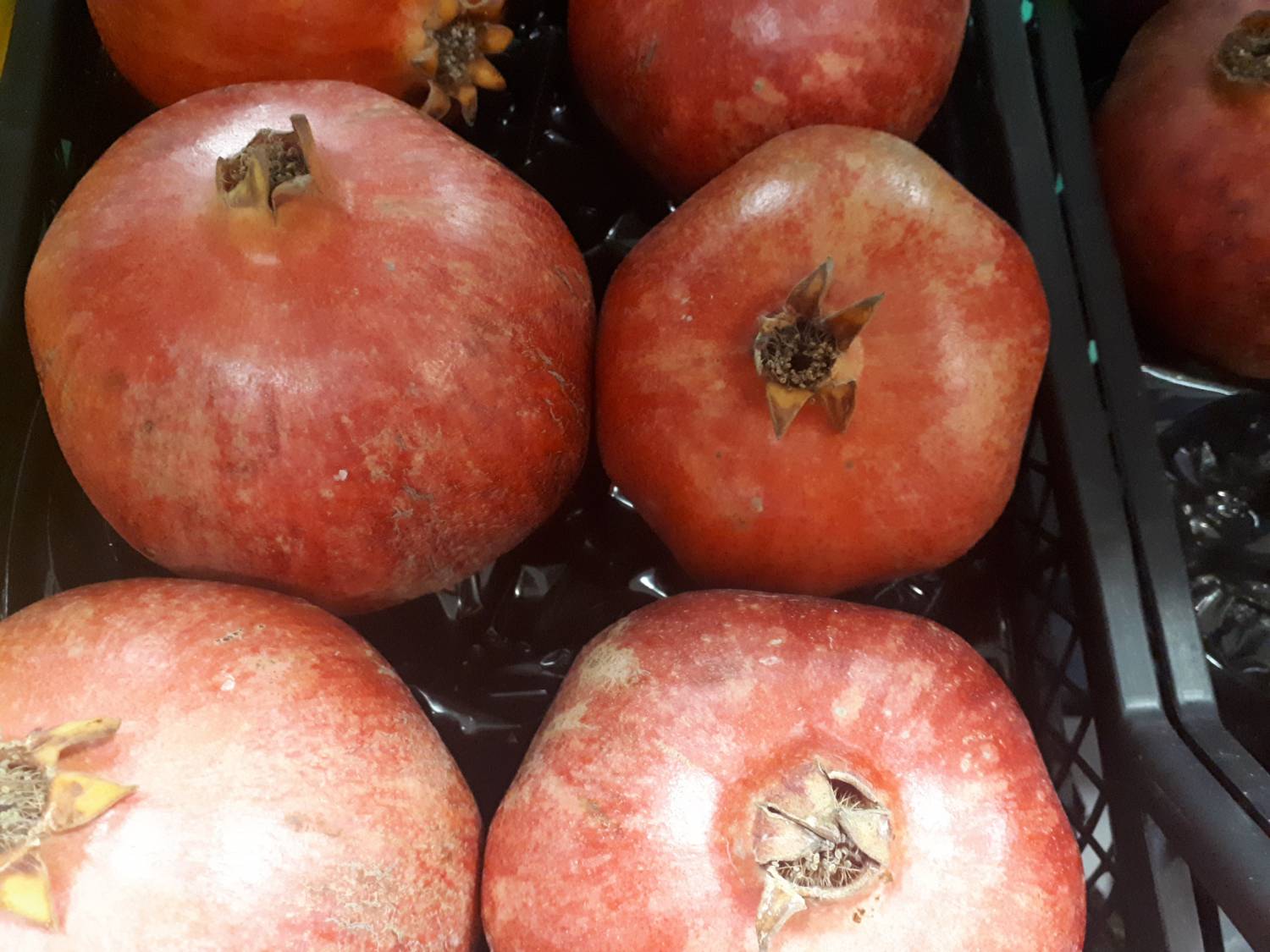 Punica granatum - Pomegranate
