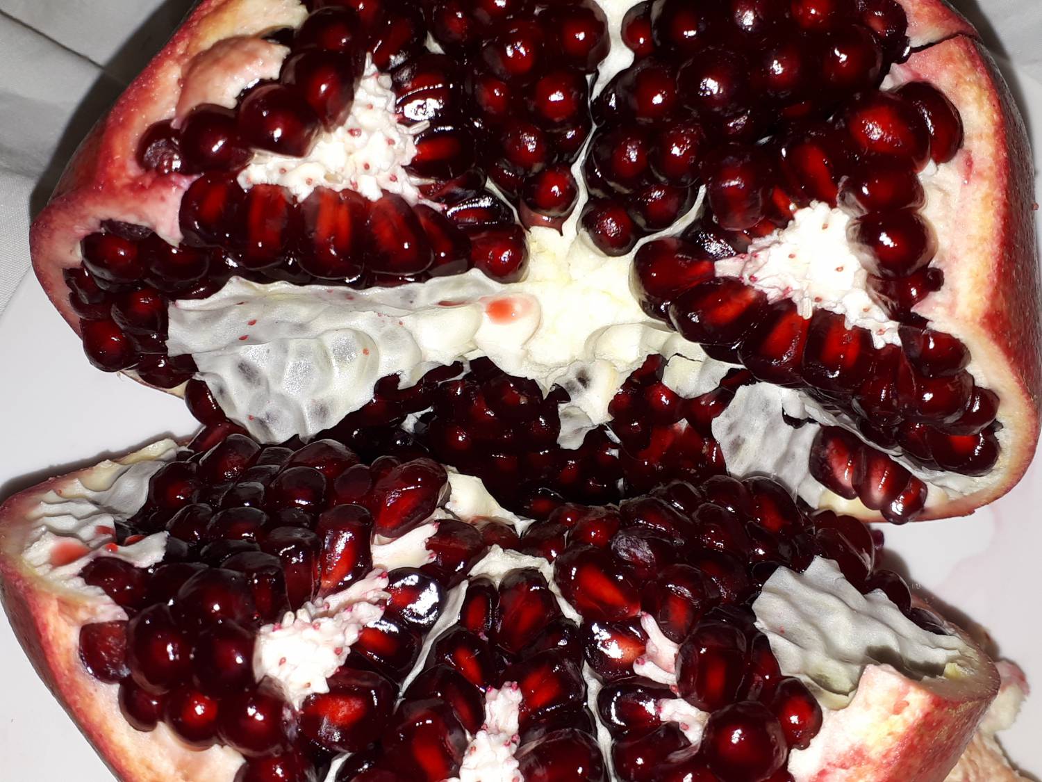 Punica granatum - Pomegranate