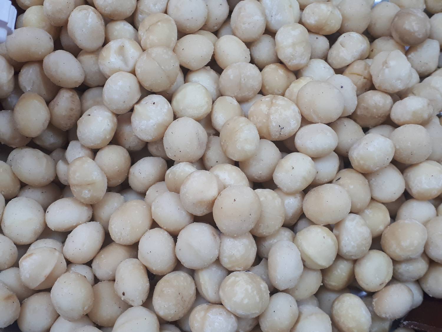 Macadamia integrifolia - Smooth macadamia