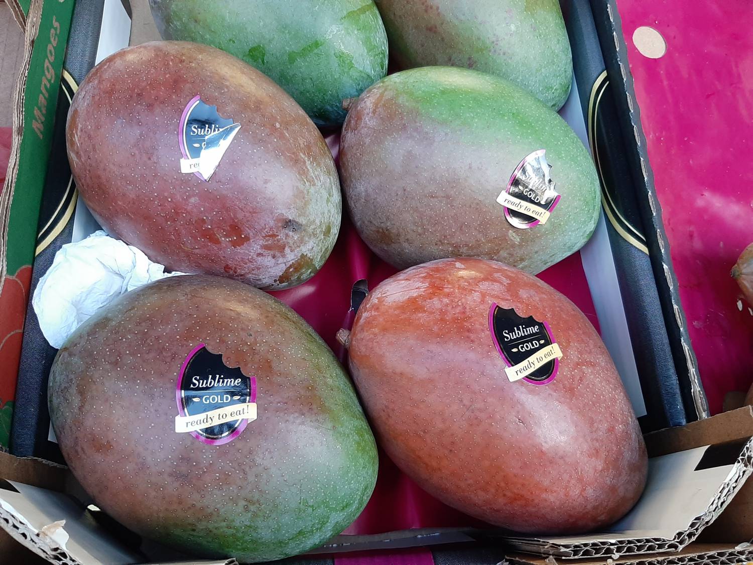 Mangifera indica - Mango tree