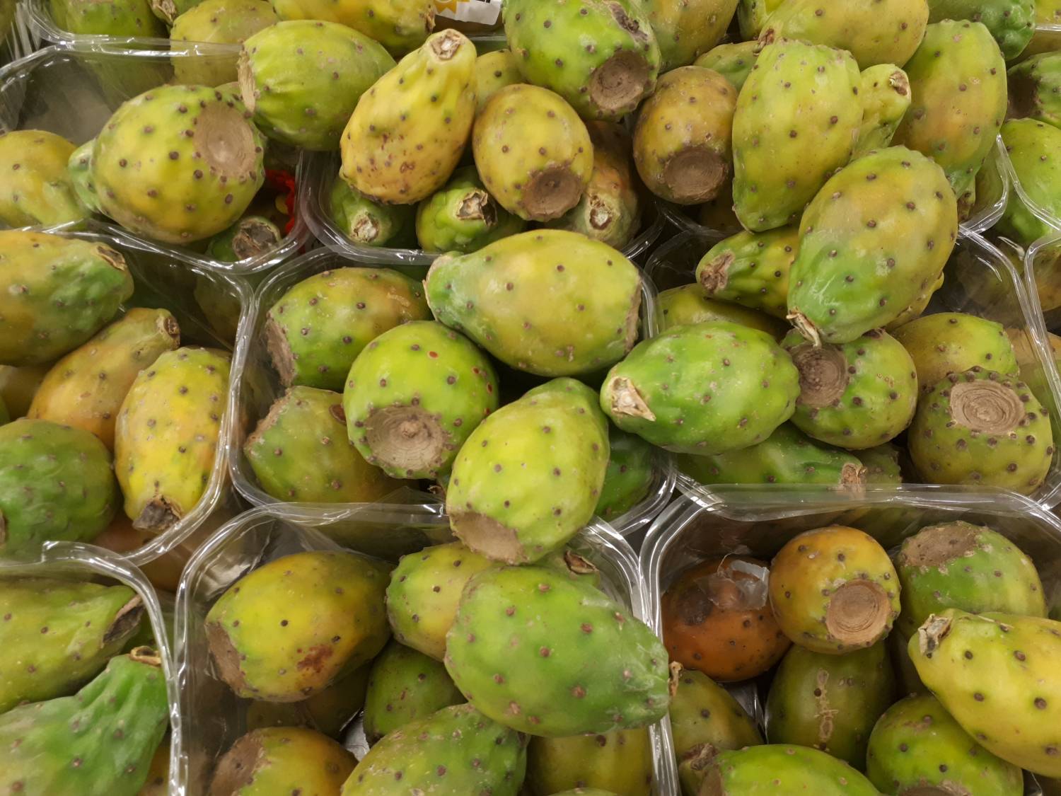 Opuntia ficus-indica - Pear cactus