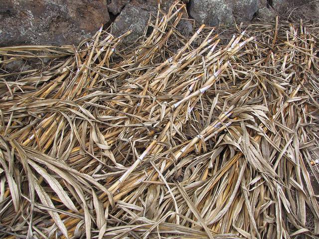 Pennisetum purpureum - Napier grass