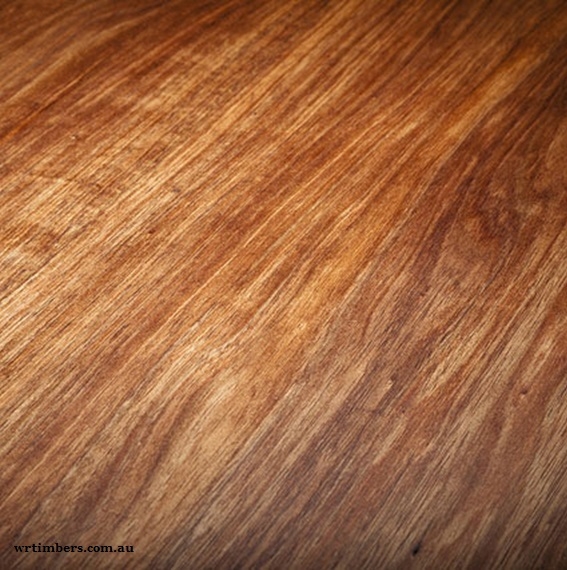 Acacia melanoxylon - Tasmanian blackwood