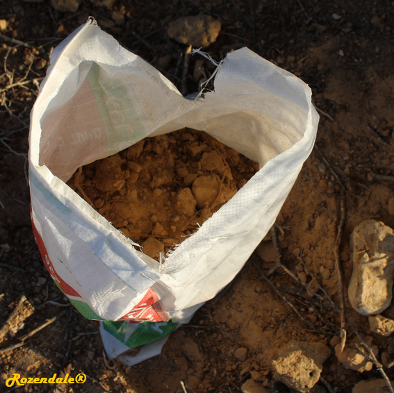 Acacia pachyceras - Negev acacia