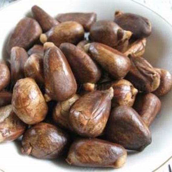 Artocarpus camansi - Breadnut