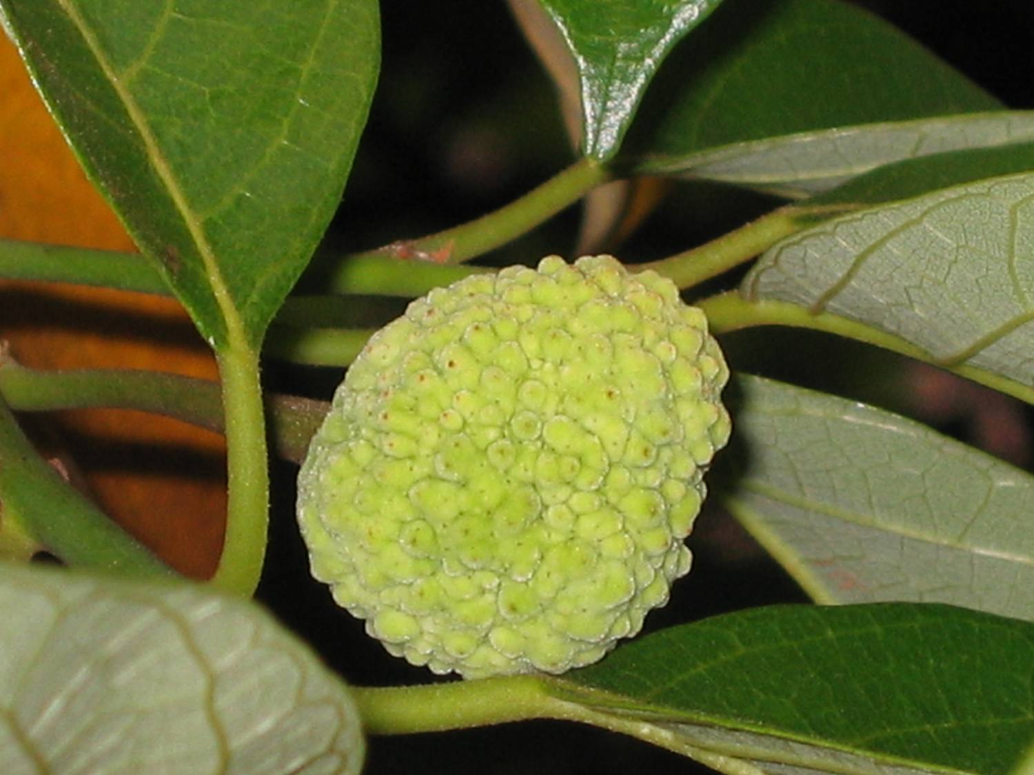 Artocarpus hypargyreus - Kwai muk