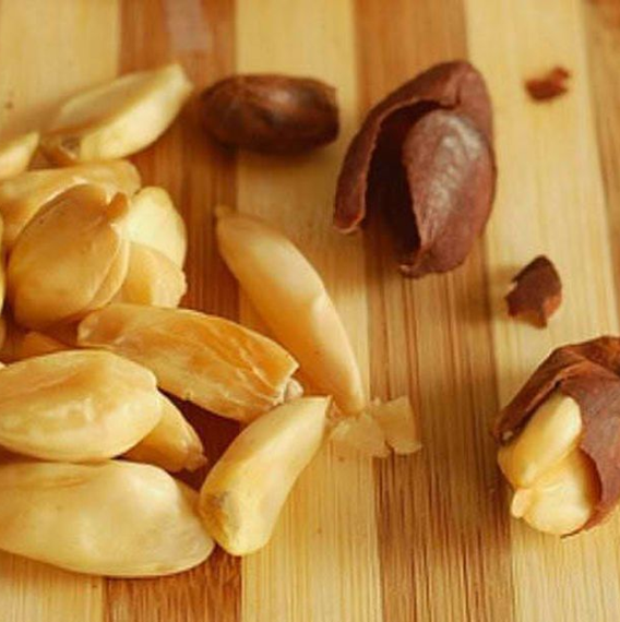 Canarium ovatum - Pili nut tree