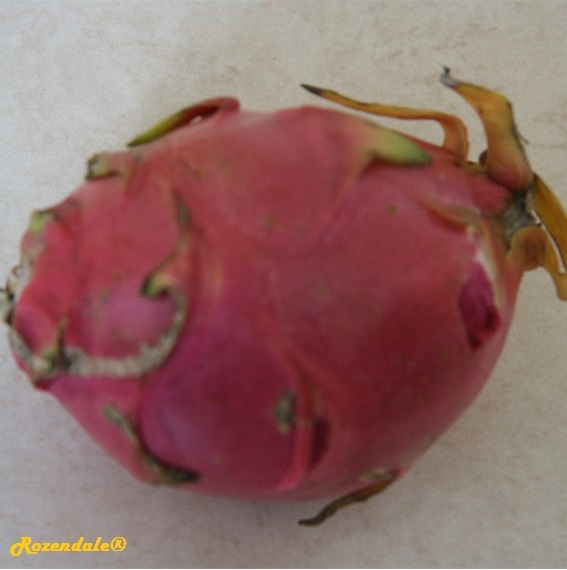 Hylocereus undatus - Pitahaya