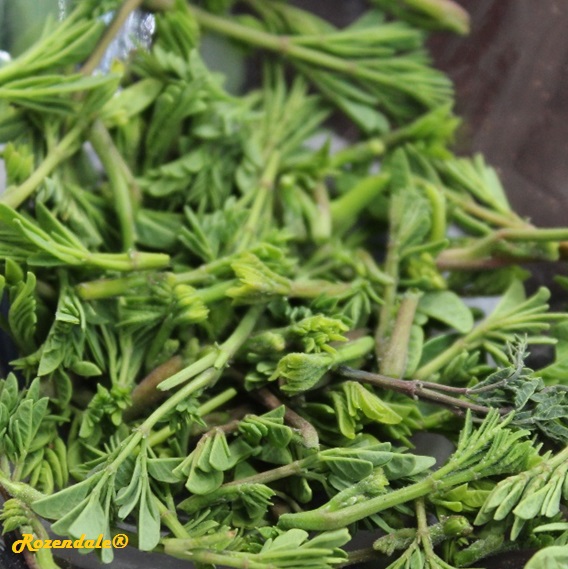 Moringa oleifera - Moringa