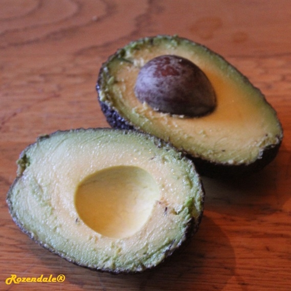 Persea americana - Avocado tree