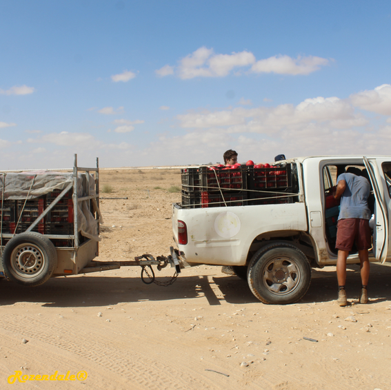 Punica granatum - Pomegranate