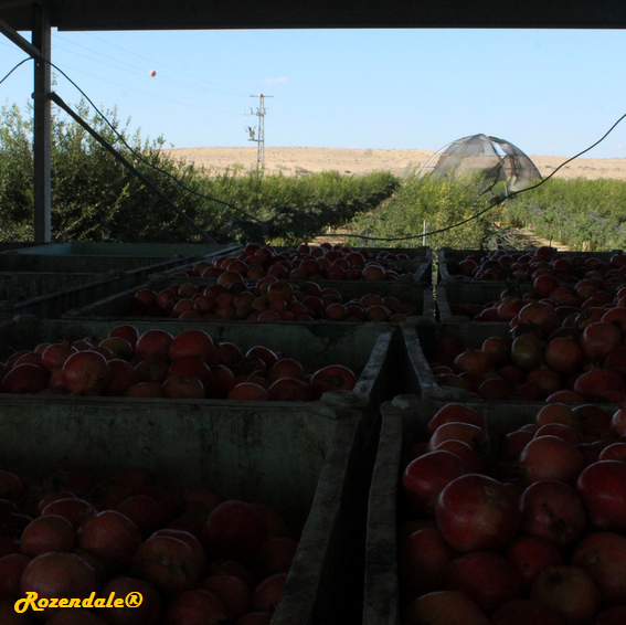 Punica granatum - Pomegranate