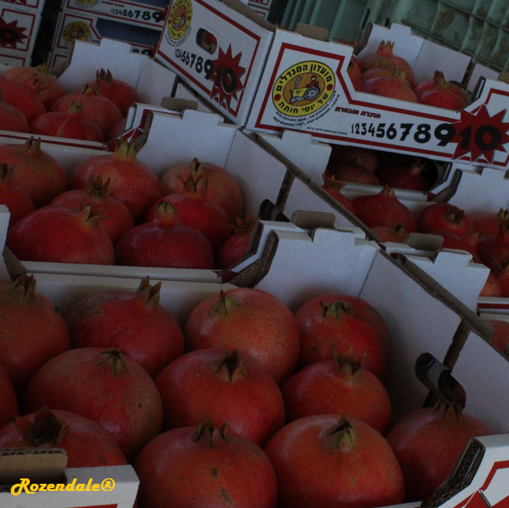 Punica granatum - Pomegranate