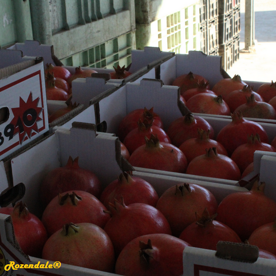Punica granatum - Pomegranate