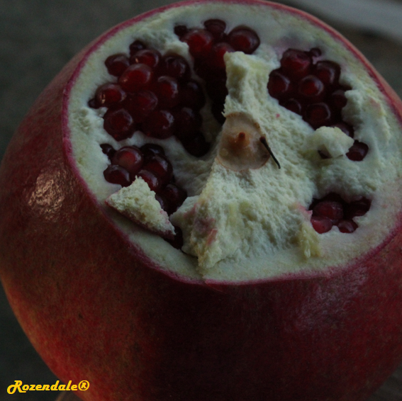 Punica granatum - Pomegranate
