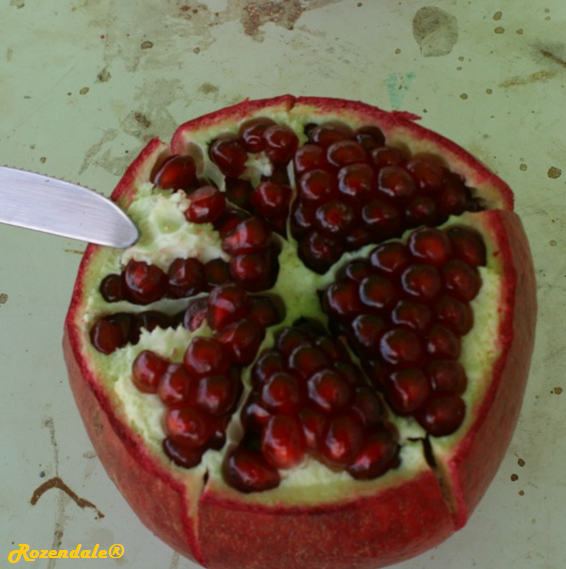 Punica granatum - Pomegranate