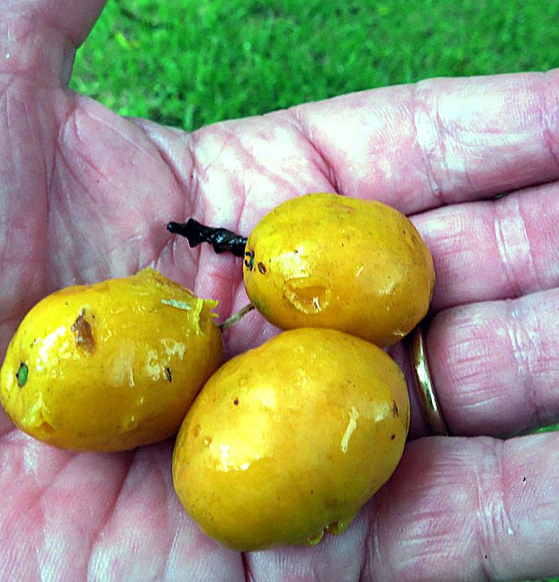 Spondias mombin - Yellow mombin plum