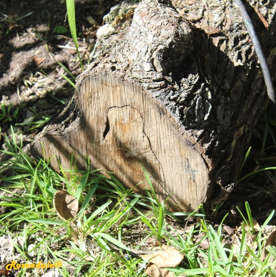 Terminalia muelleri - Australian almond