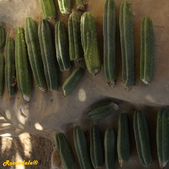 Trichocereus pachanoi - San Pedro