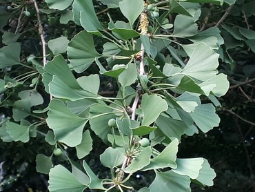Detail Photo