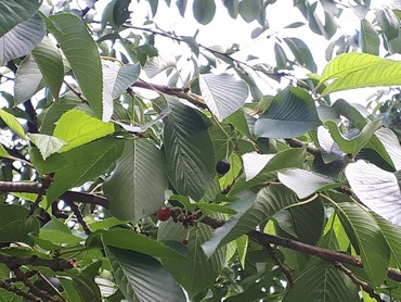 Detail Photo