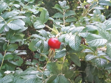 Detail Photo