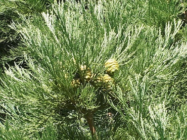 Detail Photo