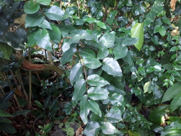 Detail Photo