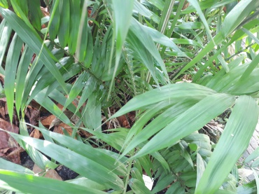 Detail Photo