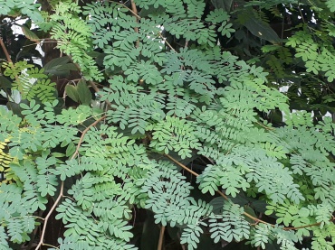 Detail Photo