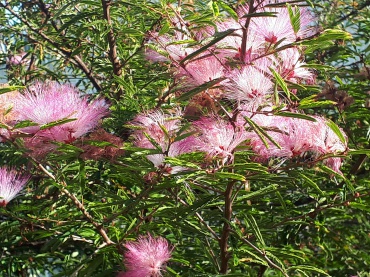 Detail Photo